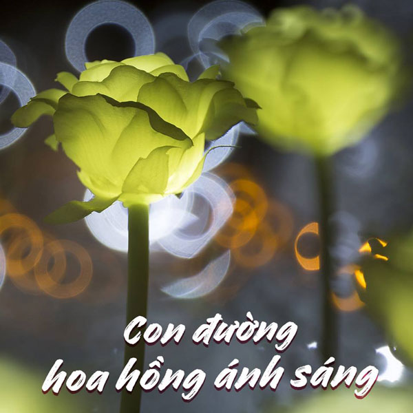 Con đường hoa hồng ánh sáng